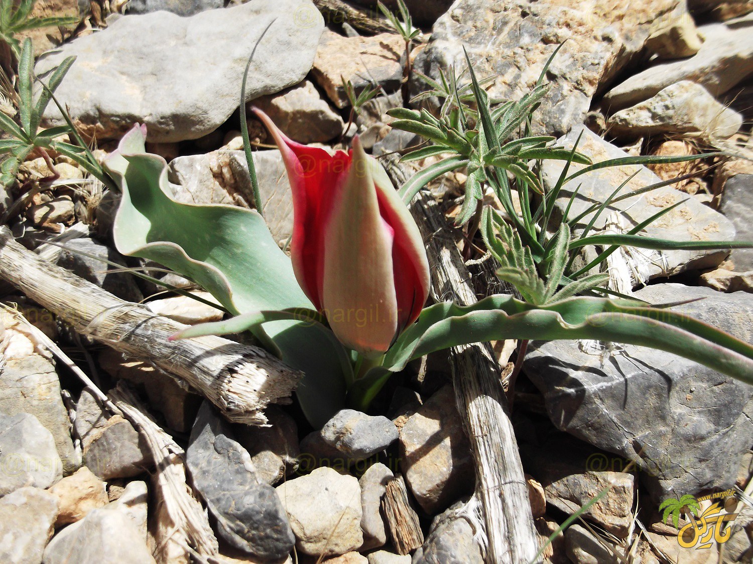 Tulipa micheliana